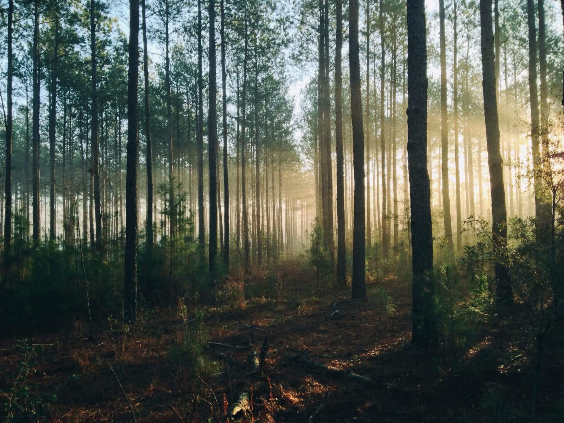 Sun shining through dense forest. Photo by Steven Kamenar