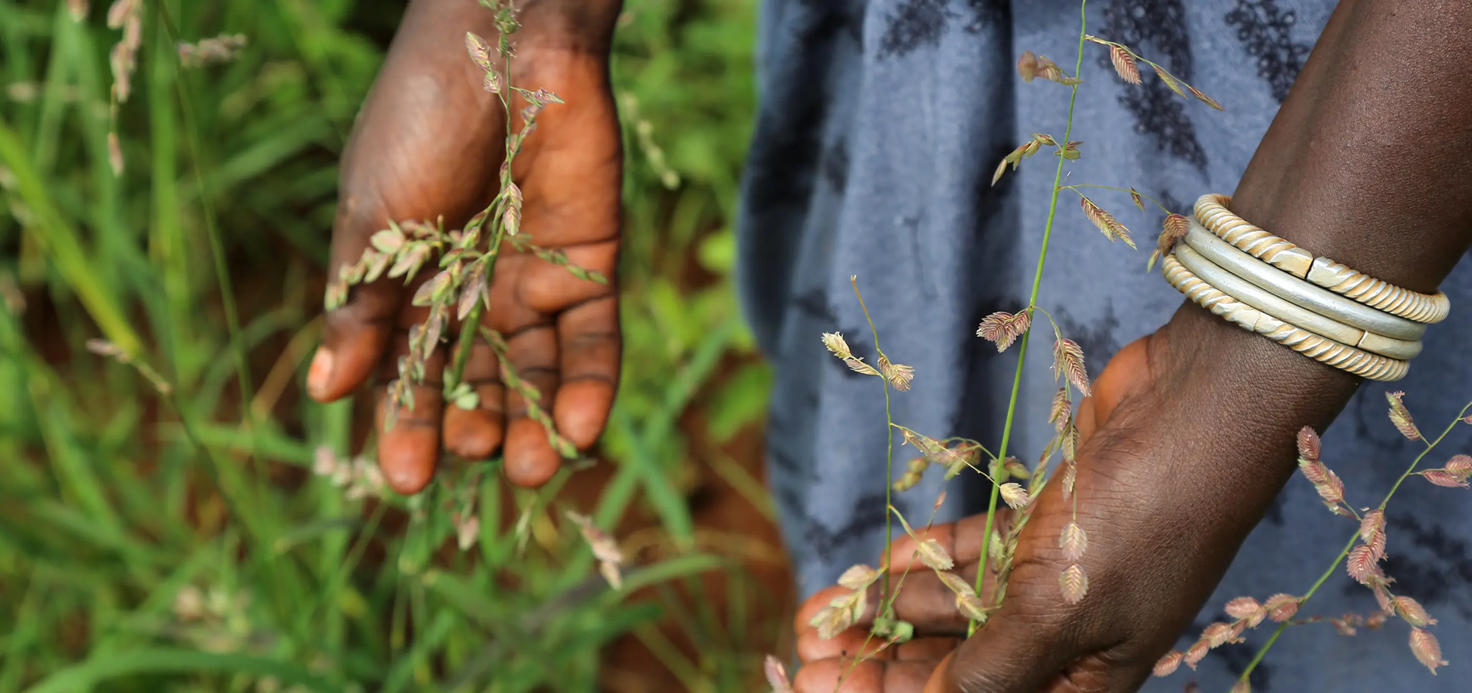 Image of person touching seeds in a field